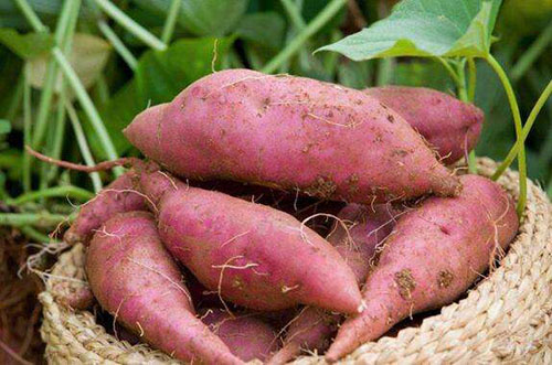 生活中常吃的紅薯和紫薯，有什么優(yōu)缺點(diǎn)？